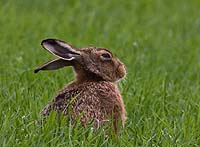 6005 Dozing Hare Chris Gilbert, Ravenseye Gallery, Peak District, Photographs, Courses